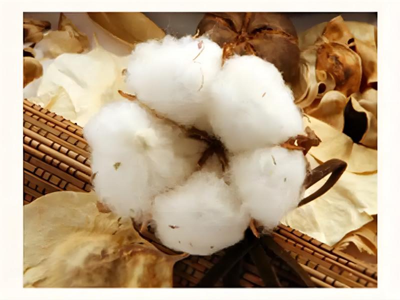 Why do raw cotton dyeing and its spinning processing?